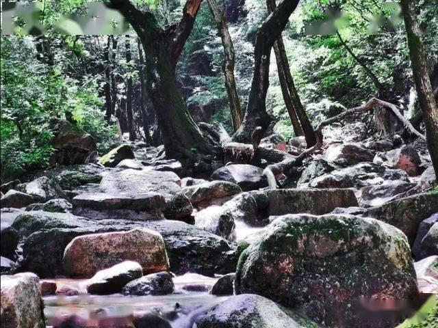 夏季纽扣裙